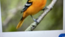 Goldfish perched on branch in Florida City FL fishing location