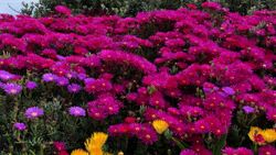 Vibrant magenta and purple ice plant flowers blooming in dense carpet with scattered yellow blooms in Florida City FL