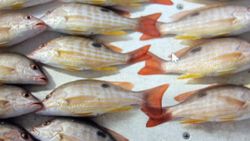 Fresh caught lane snapper fish laid out on ice in Florida City FL