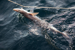 Massive sharks cruising Florida waters near the surface!