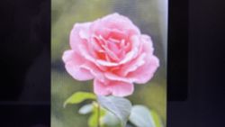 Pink rose bloom with layered petals and green foliage in Florida City FL