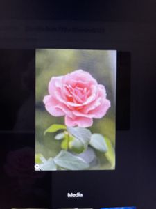 Pink rose bloom with green leaves displayed on screen in Florida City FL