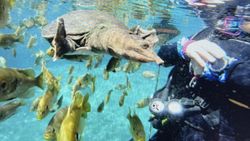 Scuba diver swimming underwater with large fish in Florida City FL waters