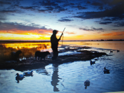Perfect evening hunt with mallards in shallow water under clear skies.