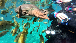 Underwater diver swimming with large fish and school of smaller fish in clear blue water in Florida City FL