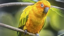 Bright yellow and orange parrot perched on branch in Florida City FL