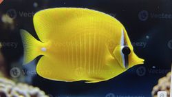 Bright yellow tropical fish swimming underwater in Florida City FL waters