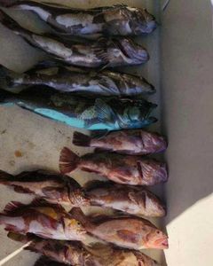 Eight fish caught while fishing in Richmond