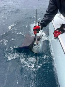 Large billfish being released during deep sea fishing trip in Port O'Connor TX