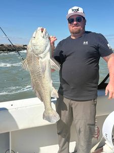 Black drum catch from fishing charter in Port O'Connor TX