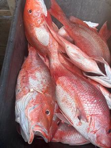 Fresh caught red snapper fish displayed in boat compartment from Port O'Connor TX fishing trip