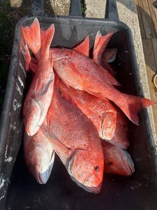 Fresh caught red snapper fish in cooler from Port O'Connor TX fishing trip