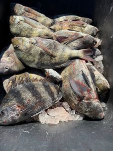 Fresh caught sheepshead and black drum fish on ice in Port O'Connor TX