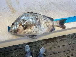Sheepshead fish caught in Port O'Connor TX displayed on fishing dock with measuring ruler
