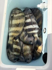 Fresh caught sheepshead fish in cooler from Port O'Connor TX fishing trip