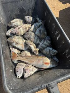 Fresh caught redfish and sheepshead in fishing cooler from Port O'Connor TX charter