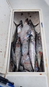 Spotted Weakfish, Wahoo Fish, and Black Drum caught while fishing in TX
