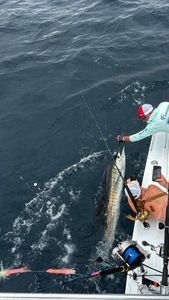 Large tarpon being brought alongside fishing boat in Port O'Connor TX waters