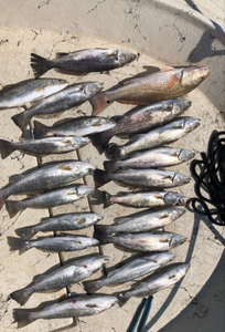 Quest for Sea Trout Majesty in Galveston