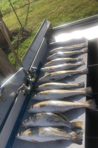 Trophy Fishes: Tiki Island Fishing TX