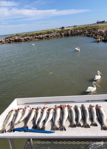Galveston's Sea Trout Extravaganza