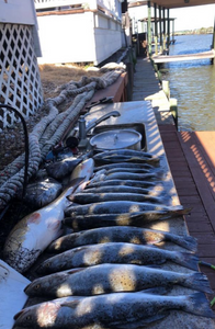 Tiki Island Fishing Charters: Coastal Elegance