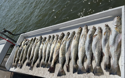 The Thrill of Galveston Sea Trout
