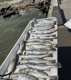 Cast for Success: Sea Trout Magic