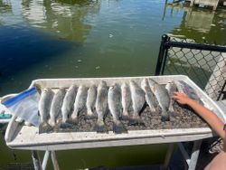 8 spotted weakfish caught at Tiki Island