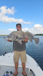 Black drum fish caught during fishing tour in Port Aransas