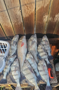 7 black drum fish caught in Port Aransas