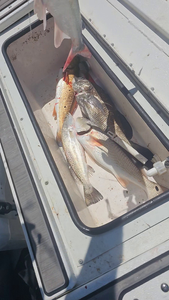 Reeling in the best catches at Port Aransas!