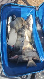 Fishing tour in Port Aransas