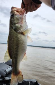 Largemouth bass caught while fishing in TX