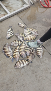 4 sheepshead and black drum fish caught during fishing tours in Port Aransas