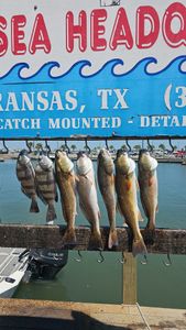 6 redfish and black drum caught on fishing tour in Port Aransas