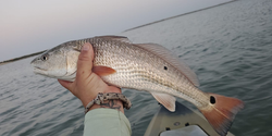 Redfish caught in TX