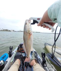 Redfish caught in the waters of Port Aransas