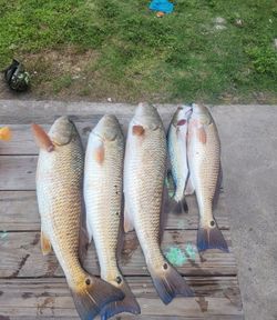 3 redfish caught in Port Aransas, Texas