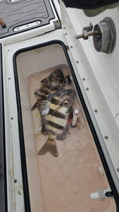 A sheepshead fish caught while fishing in Port Aransas