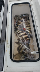Two sheepshead fish caught in TX