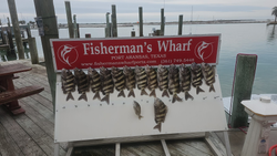 Sheepshead fish caught while fishing in TX