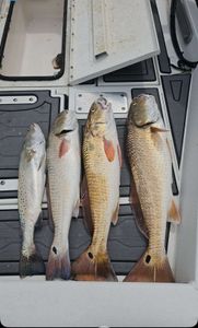 Four redfish caught on fishing tour in TX