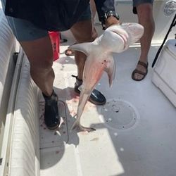 Wrightsville, NC Majestic Shark Capture 