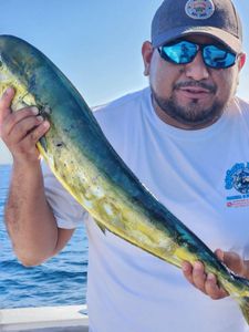 Wrightsville, NC Vibrant Mahi-mahi