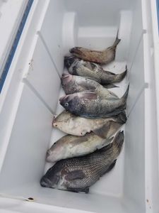 5 sea bass caught at Wrightsville Beach