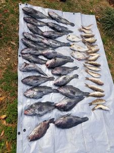 Three sea bass caught while fishing in NC