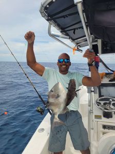 Grey triggerfish caught while fishing in NC