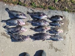 12 sea bass caught at Wrightsville Beach
