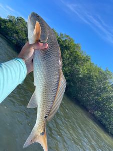 Hooked on Redfish in Fort Myers